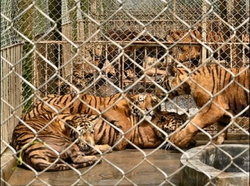 Xiongsen tiger breeding park.